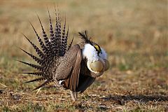 Gunnison Sage-Grouse